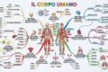 Il corpo umano